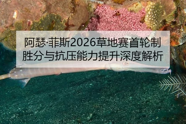 阿瑟·菲斯2026草地赛首轮制胜分与抗压能力提升深度解析